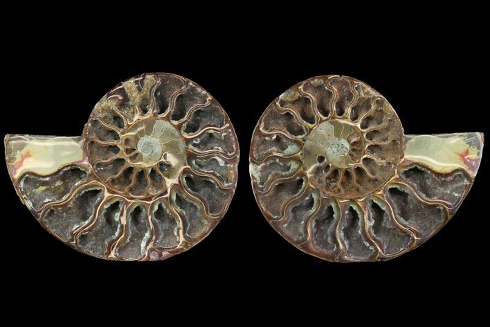 Cut & Polished Ammonite Fossil - Agatized #78554